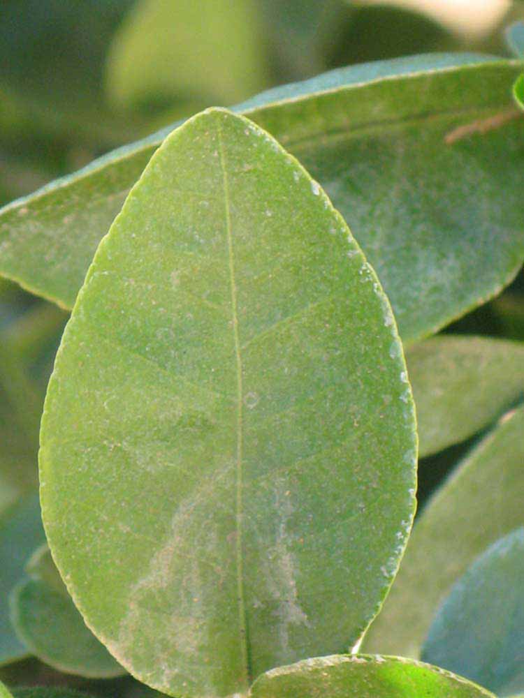              Margin (Riverside, CA)       